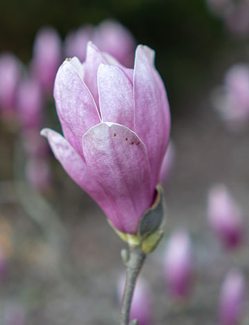 Closeup of saucer magnolia flower