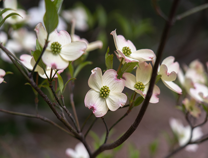 Flowering dogwood in bloom