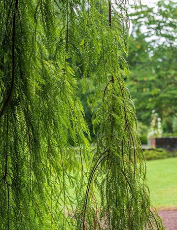 Close-up of weeping bald cypress branches and feathery foliage
