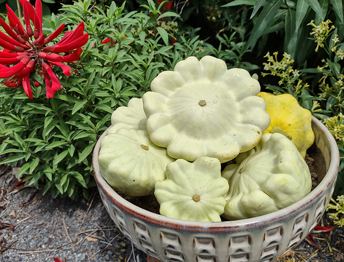 Freshly harvested pattypan squash in the Discovery Garden