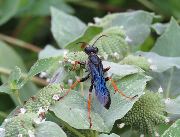 Blue mud wasp on mountain mint
