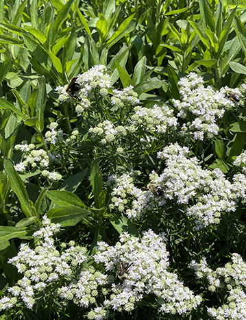 Narrow-leafed mountain mint in bloom