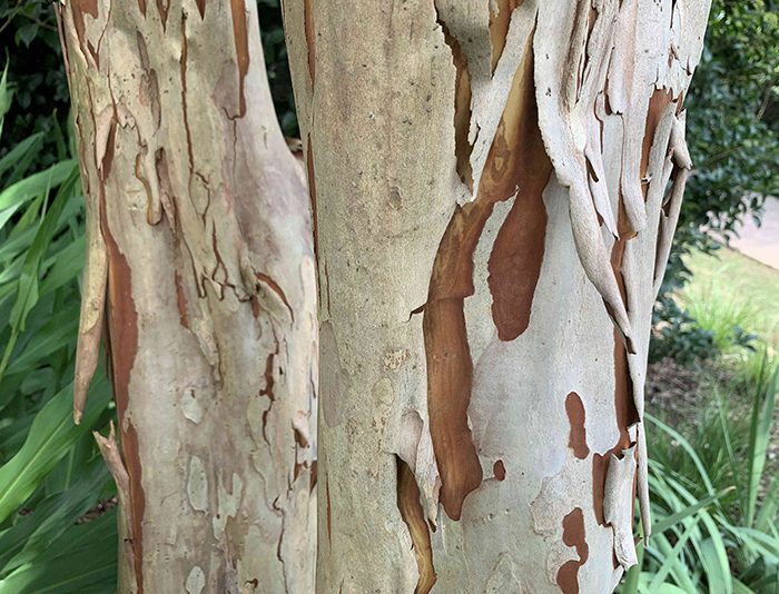 Peeling crapemyrtle bark