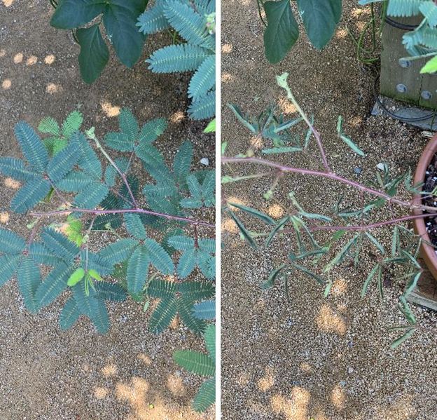 Before and after photos of sensitive plant leaves