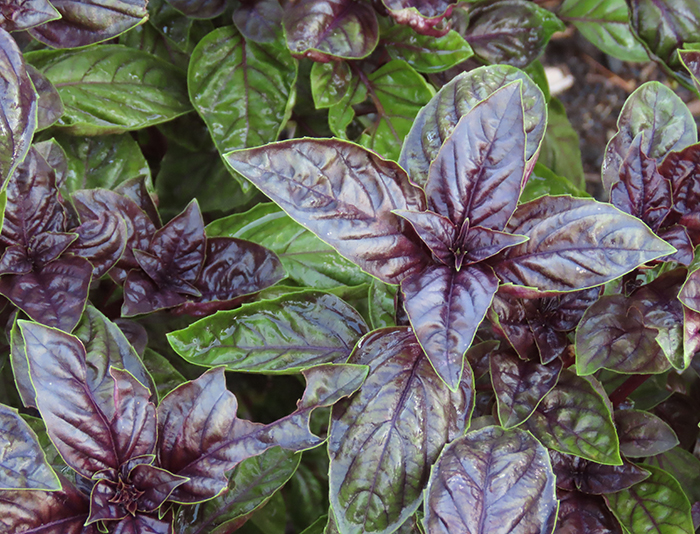 Close-up of purple basil leaves