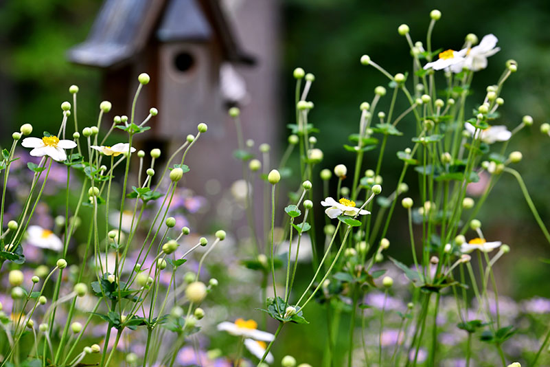Japanese anemone with a birdhouse