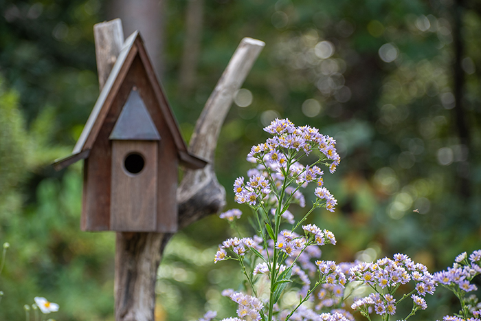 purple Tatarian aster flowers with a wooden birdhouse in the background