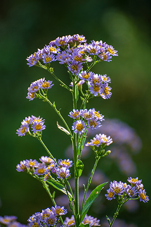 closeup of Tatarian aster highlighting the small, purple, daisy-like flowers with golden centers