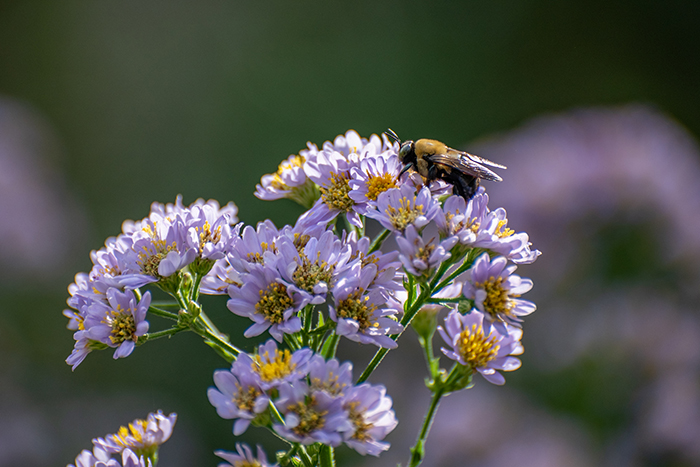 an eastern carpenter bee feeding on a stalk of small, purple Tatarian aster flowers