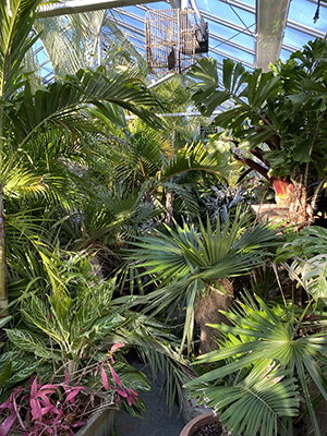 Lush foliage of potted palms and other tender tropical plants in the Duke Gardens greenhouse