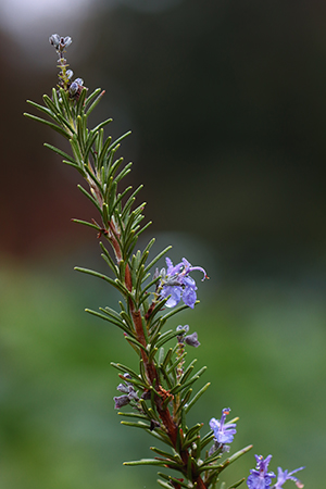 Close-up of blue rosemary flowers and needle-like foliage