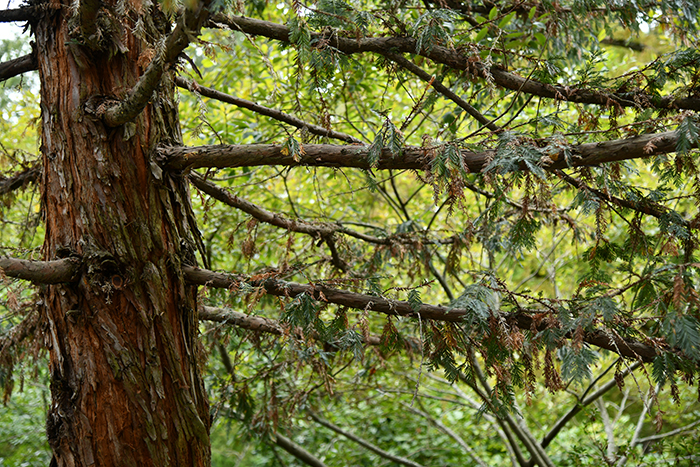 Close-up of coast redwood branches and bark