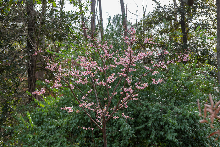 Young flowering plum tree in bloom