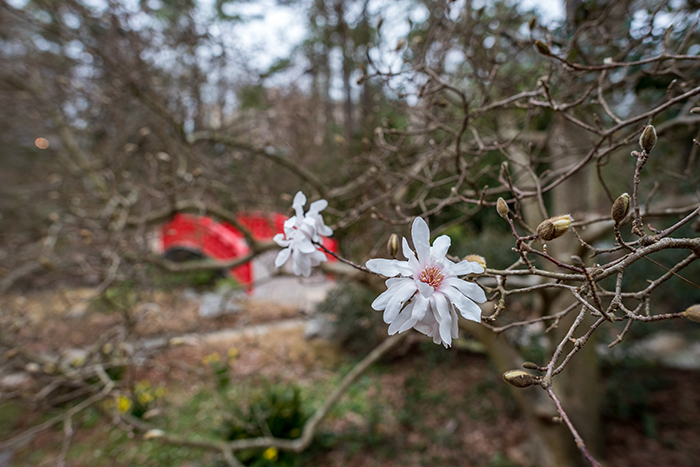 Single magnolia flower in bloom, with red Japanese-style bridge in the background