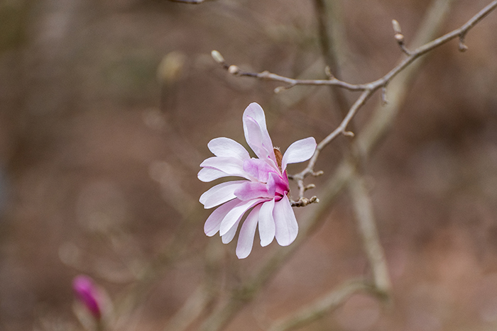 White magnolia flower with purple on the underside