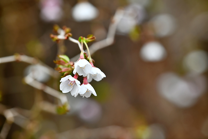 Close-up of dwarf Fuji cherry flowers with zig-zag branching