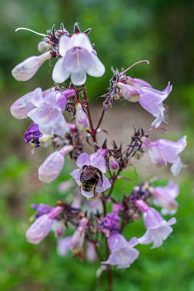 The hindquarters of a bee in a cluster of purple Penstemon flowers