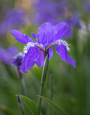 Close-up of a purple Japanese roof iris flower