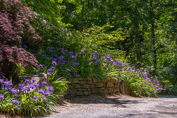 Japanese roof irises in a bed made of stone walls along a gravel path