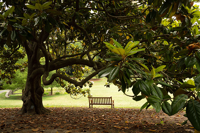 Wooden bench under a southern magnolia backdropped by an open lawn