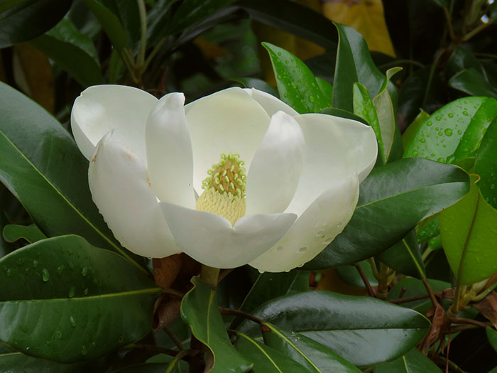 Close-up of a southern magnolia flower with large white petals and surrounded by thick evergreen leaves