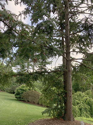 China fir with multiple trunks