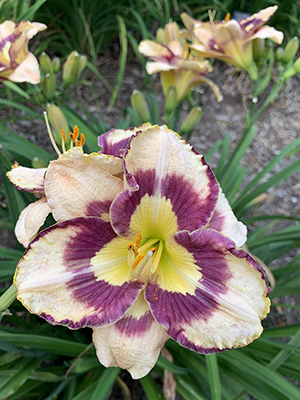 Pale pink daylily flowers with purple and yellow highlights