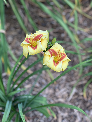 Yellow daylily flowers with red stripes and curled petals