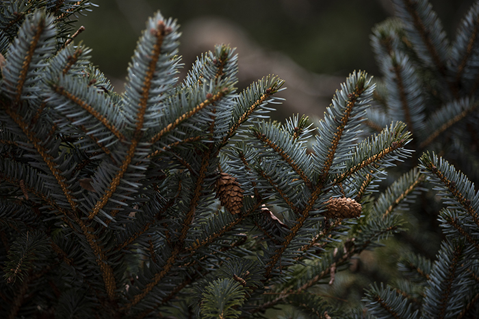 Close-up of dwarf tigertail spruce