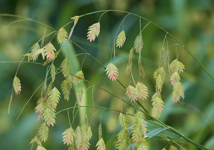 Close-up of flat seedheads of river oats