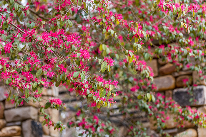 Cascade of blooming Chinese fringe flower with a stone wall in the background