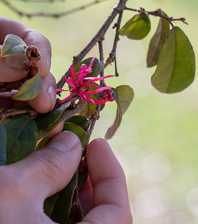 A human hand holding a Chinese fringe flower branch, pointing to a small brown seed pod adjacent to a current bloom.