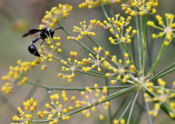 Thread-waisted wasp on yellow fennel flowers