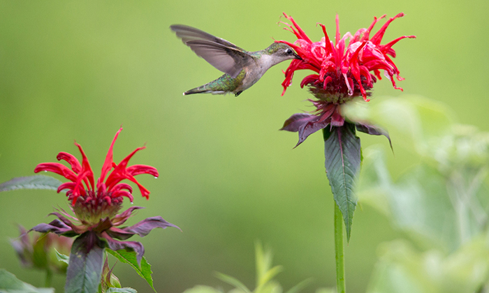 hummingbird feeding on red flowers