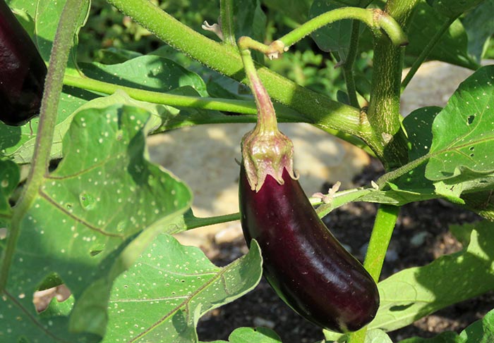 'Patio Baby' eggplant