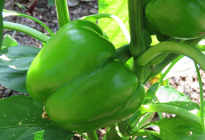 green peppers growing