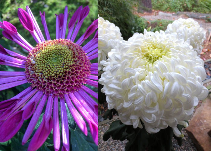exhibition mums - purple and white