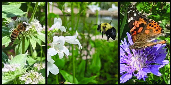 a triptic of a bee, a wasp and a butterfly exploring various flowers