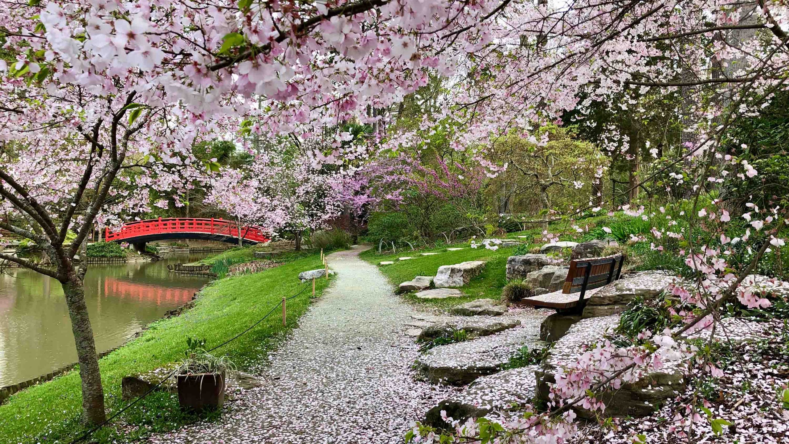 Pink cherry blossoms on and under a tree with a red arched bridge over a pond in the background