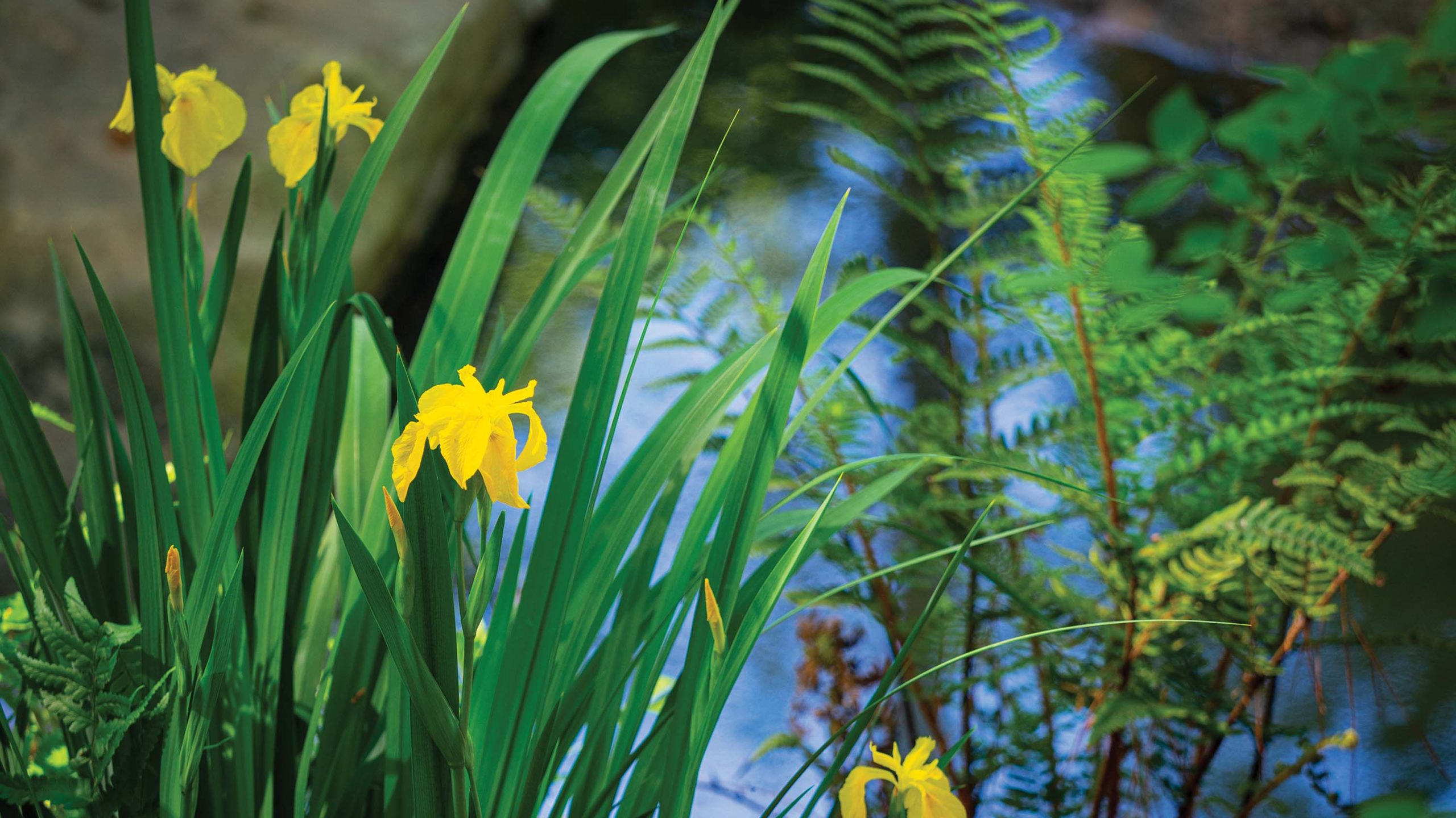 Blooming yellow flag iris with ferns in the background.