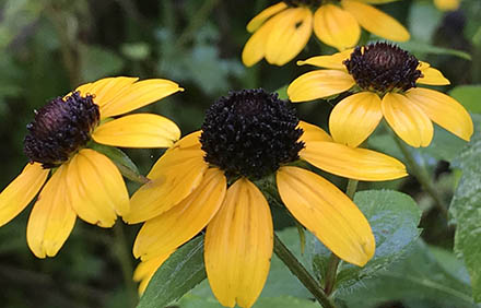 Yellow flowers of Brown-eyed Susan