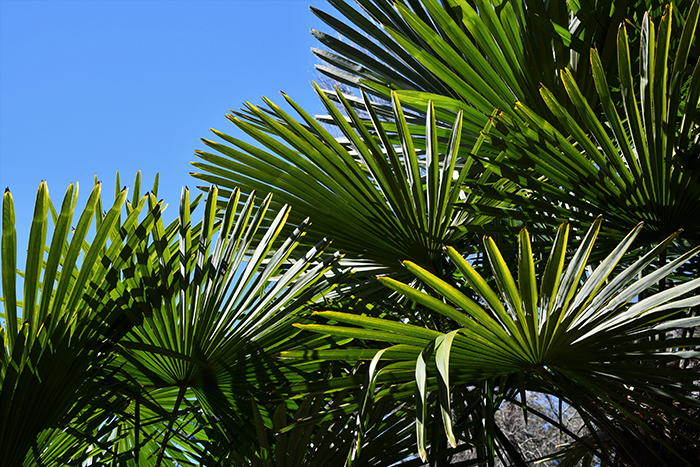 Windmill Palm