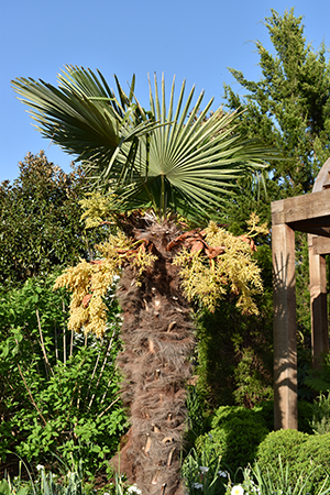 Windmill Palm