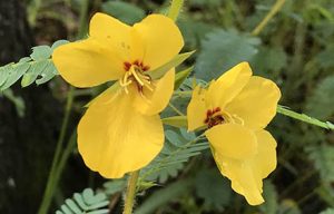 Yellow flowers of partridge pea