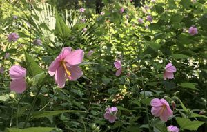 Pink seashore mallow flowers