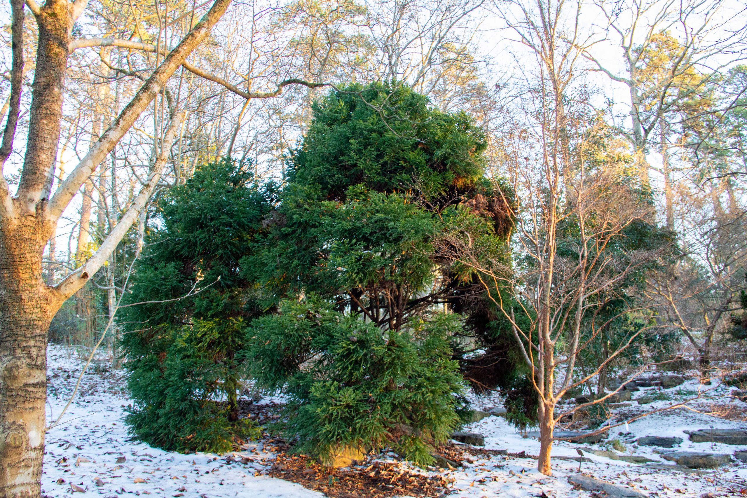 A cluster of three rounded evergreen cryptomeria trees in a snowy landscape