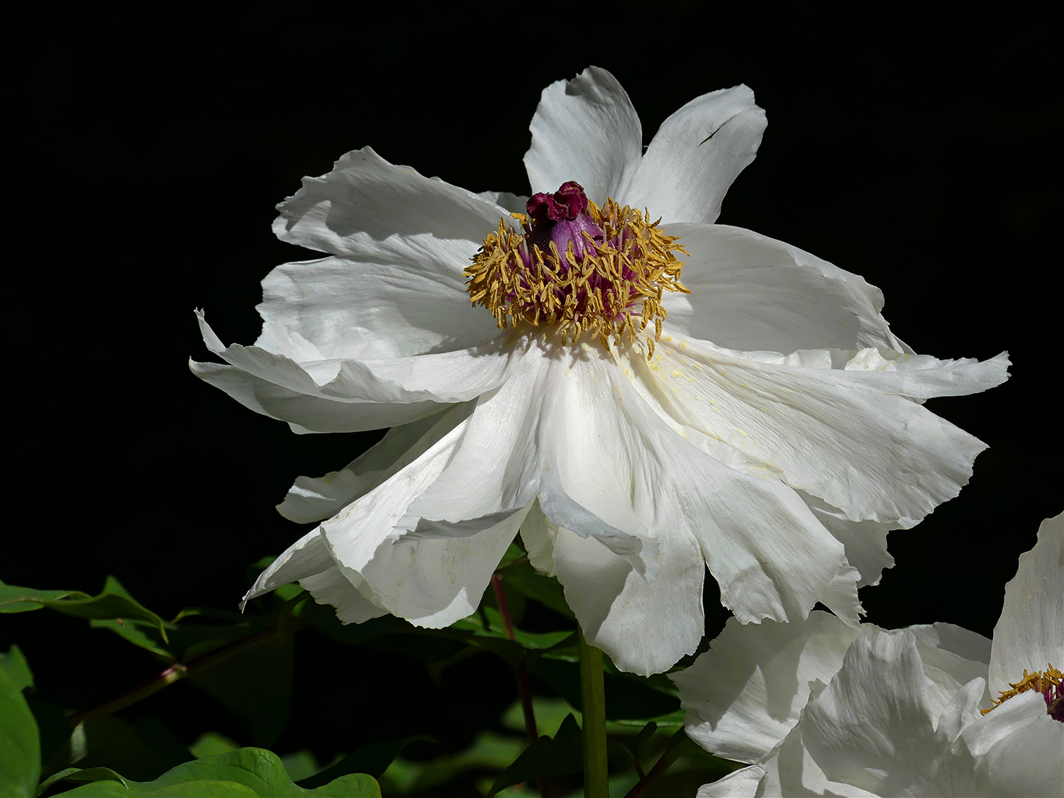 Chinese Tree Peony