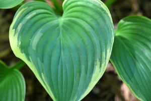 Hosta Victory