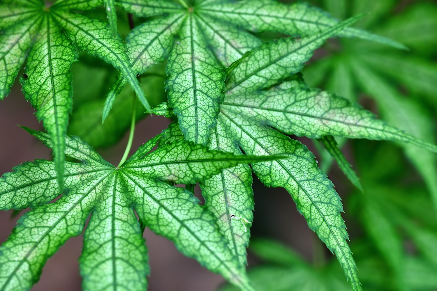 Japanese Maple