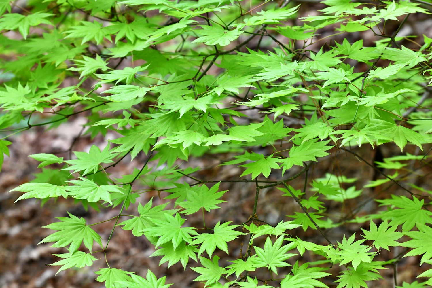 Japanese Maple (Moonrise)